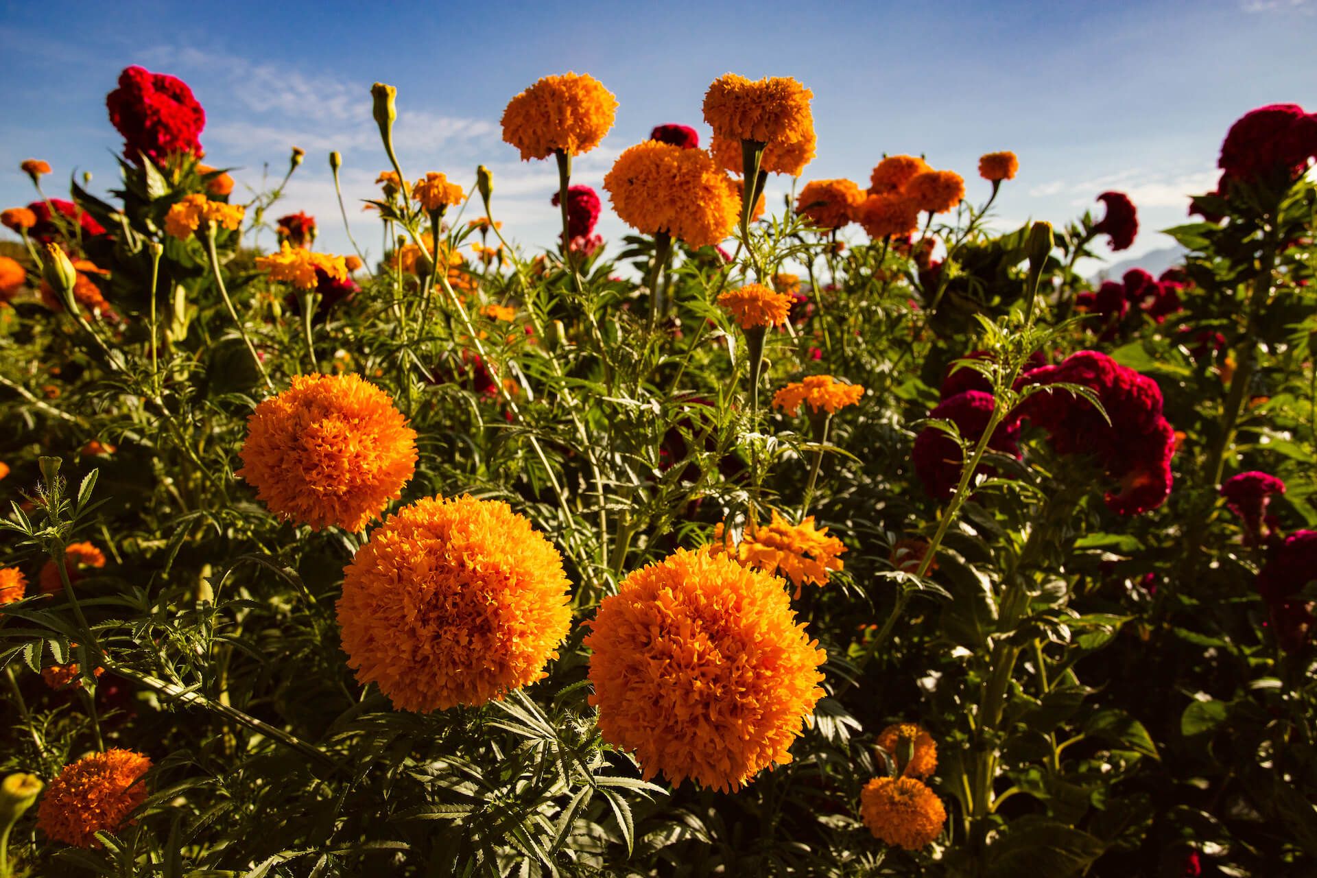 Cempasúchil, the flower that guides the dead to the world of the living