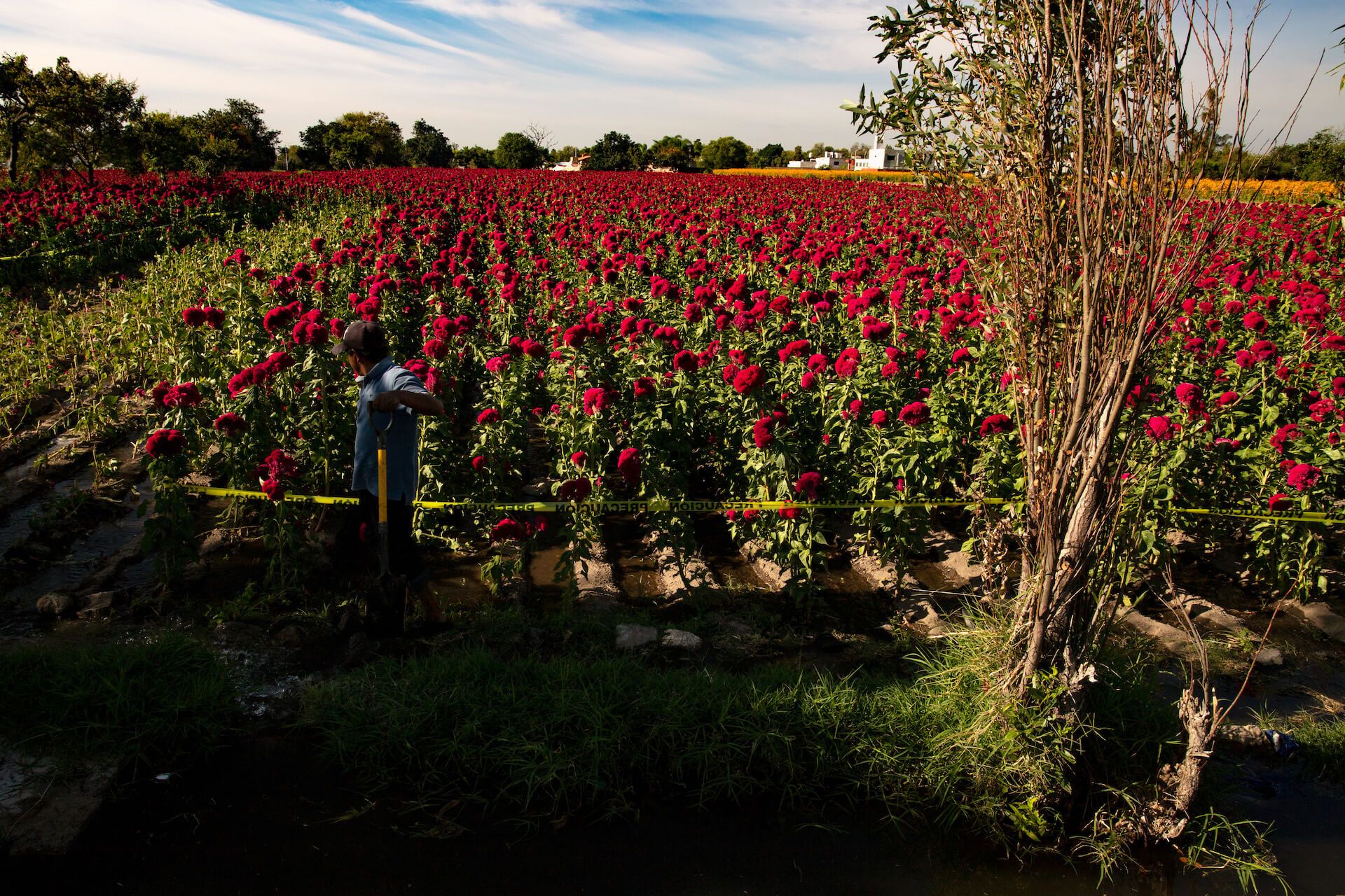 An ingenious watering system distributes water to the flower rows. (Photo: Václav Lang)