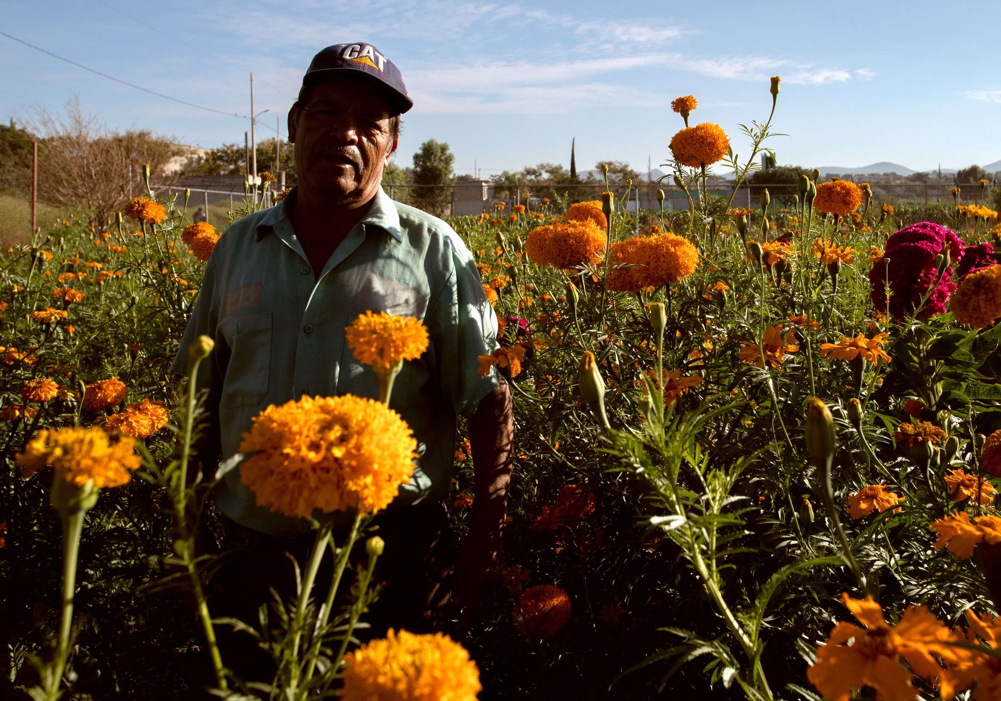 mexican farmer in the field of cempasúchil, traditional flower for dia de muertos